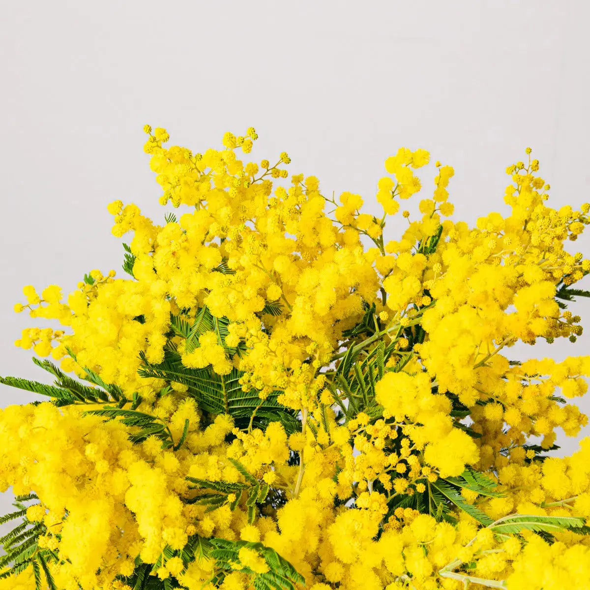 Złota Mimosa Słoneczna