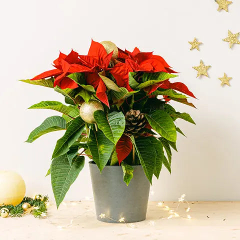 Merry Days Flora Queen Flora Queen