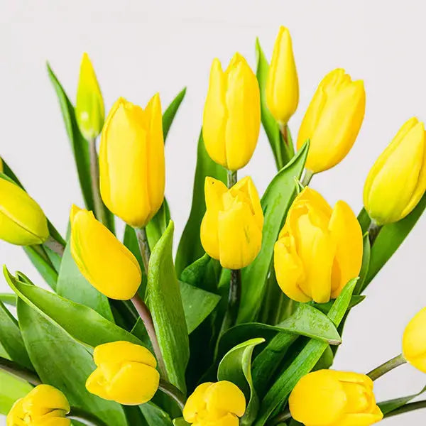 Słoneczne Żółte Tulipany