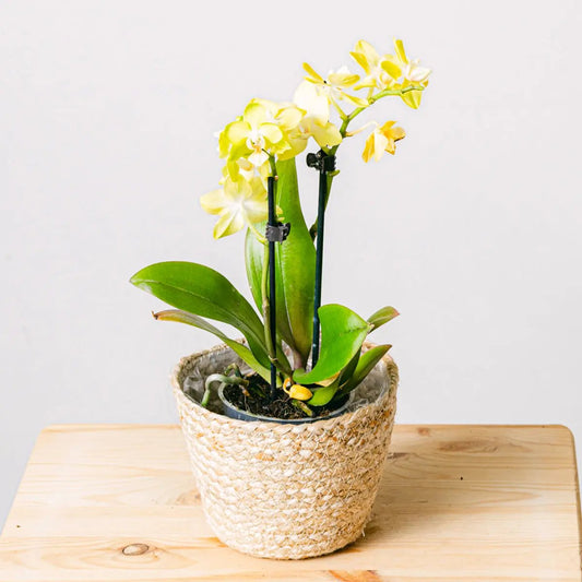 Yellow Rising Flora Queen