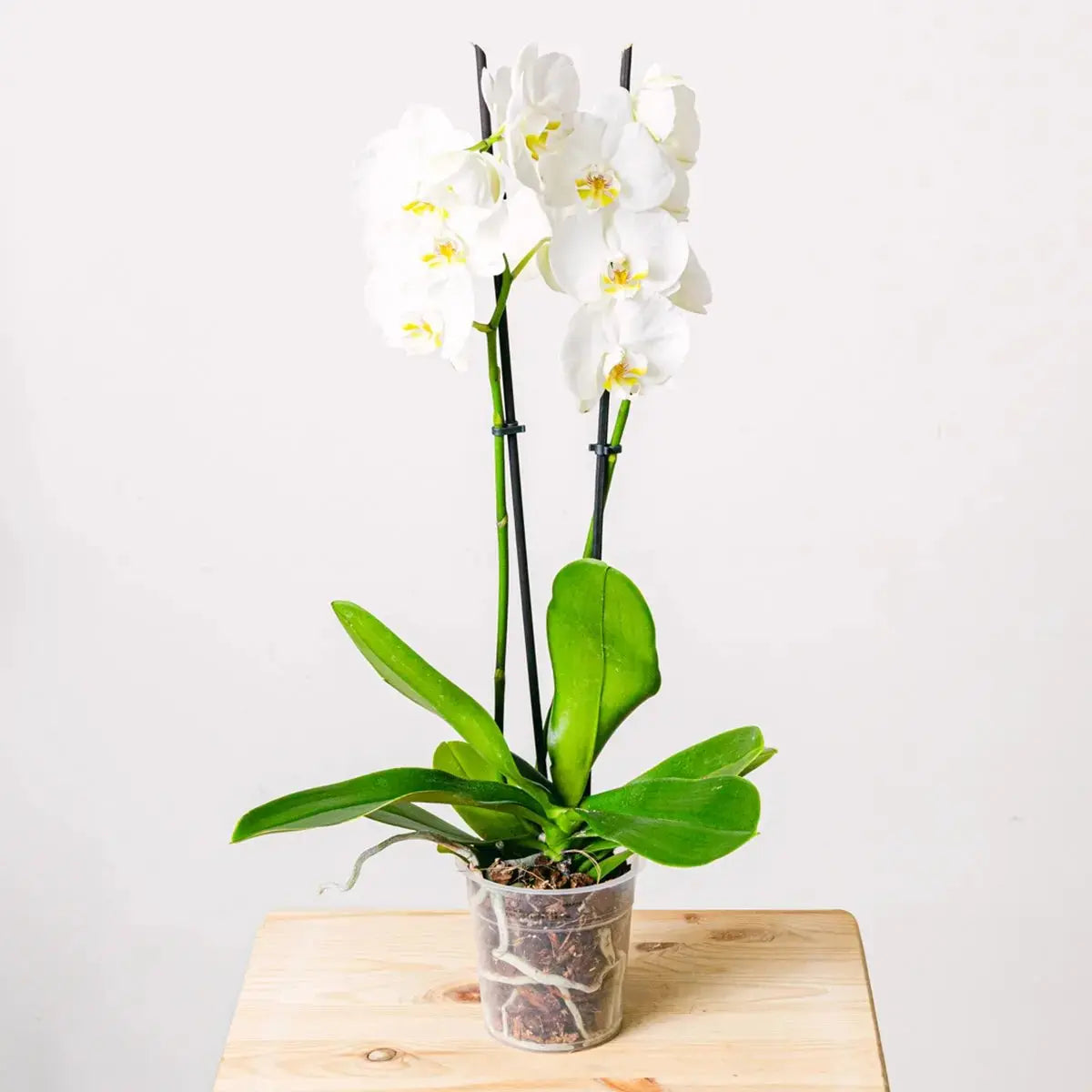 Taniec Płatków - Orchidea