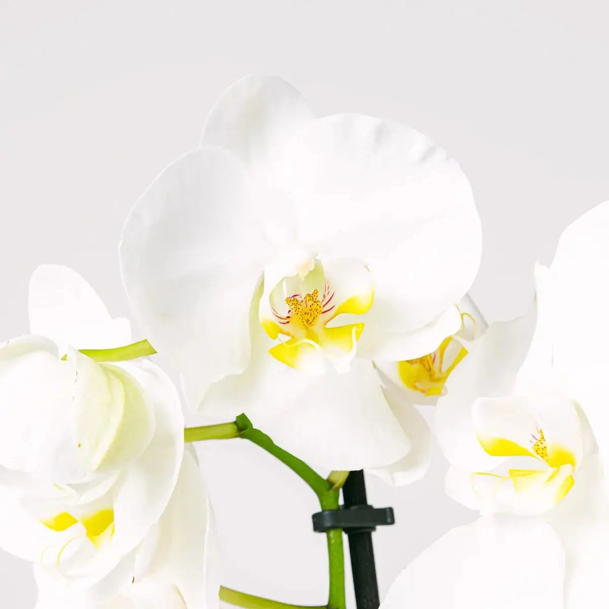 Taniec Płatków - Orchidea