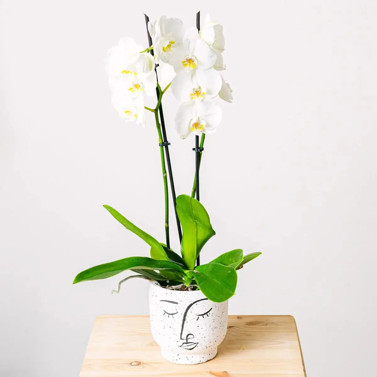 Taniec Płatków - Orchidea