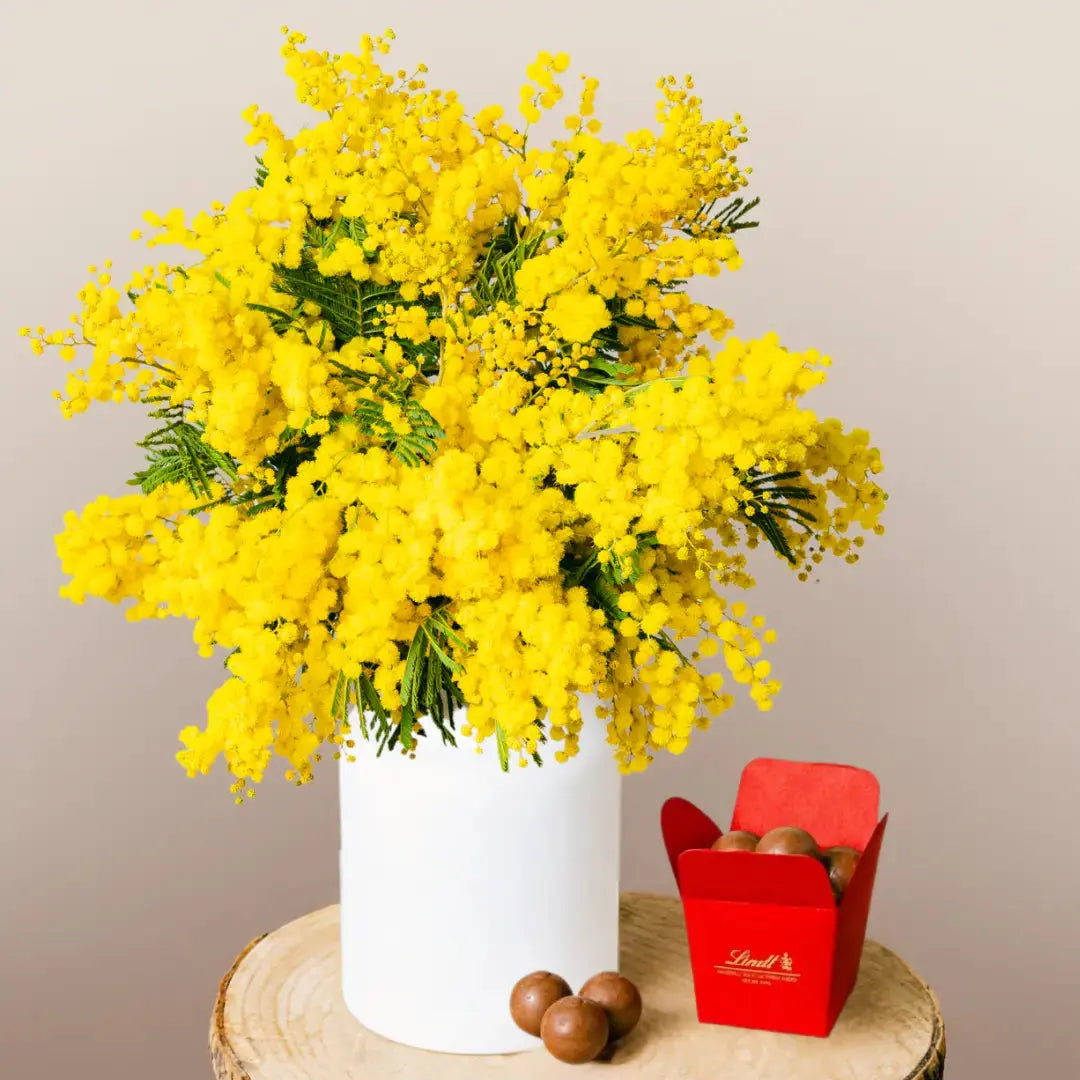 Złota Mimosa Słoneczna