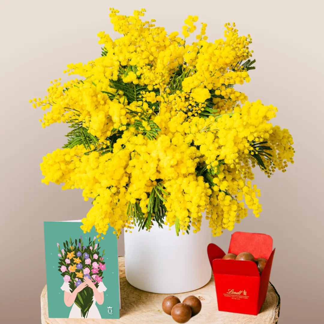 Złota Mimosa Słoneczna