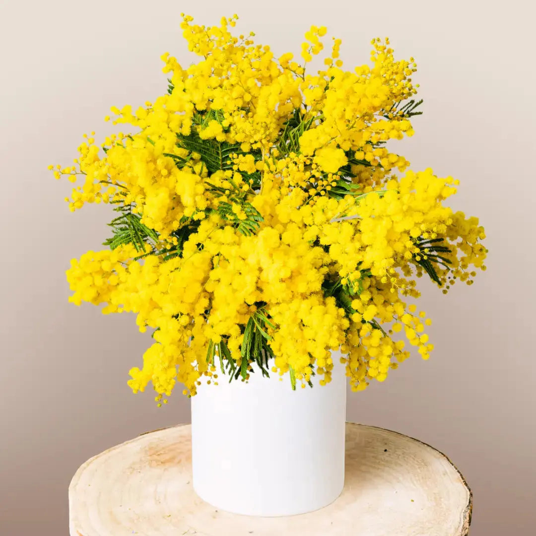 Złota Mimosa Słoneczna