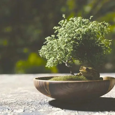 How-to-grow-a-bonsai-tree Flora Queen