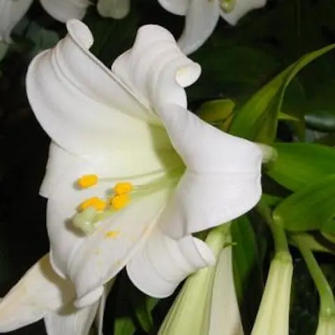 Flowers-of-the-World-France Flora Queen