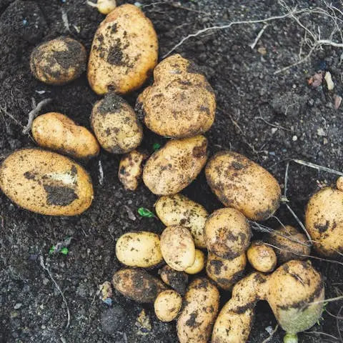 How-to-Grow-Potatoes-and-10-Recipes-Worth-Making-from-Potatoes Flora Queen