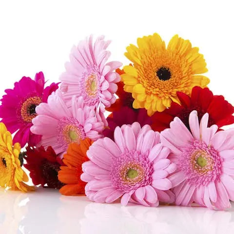 From-Bud-to-Bouquet Flora Queen