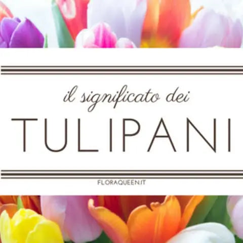 What-is-the-Meaning-of-the-Tulip Flora Queen