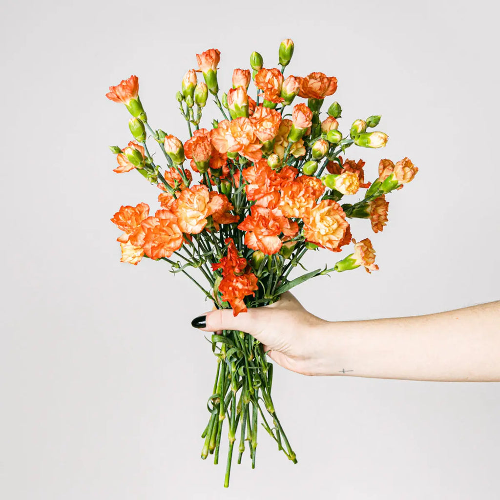 Roverbell Blossoms Flora Queen Flora Queen