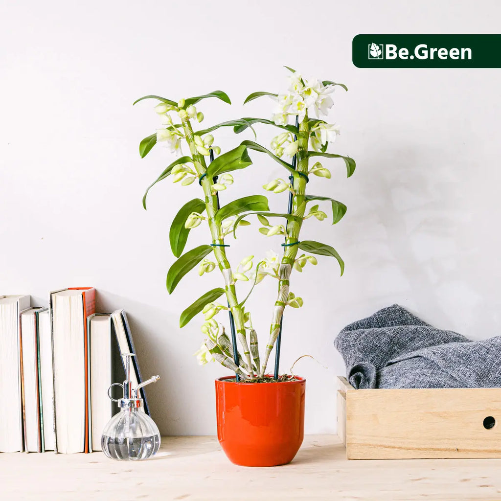 White Pillow Flora Queen Flora Queen