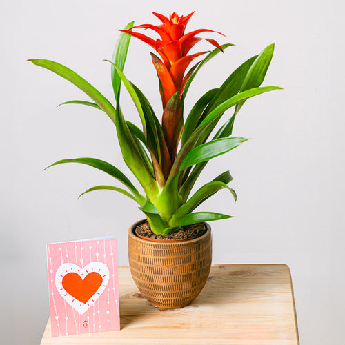 Bromeliada
