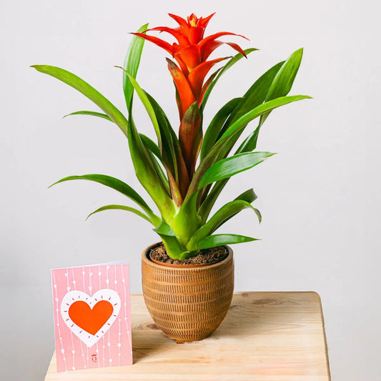 Blooming Heart Flora Queen